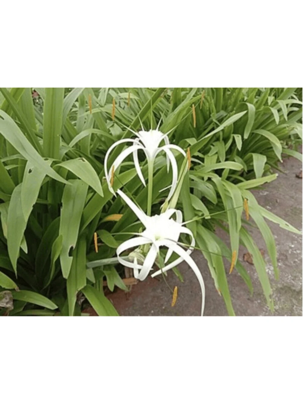 40 Bulbs NO Foliage BEACH SPIDER LILY BULBS (Hymenocallis Littoralis) POLLINATOR